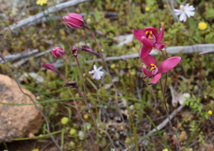 Thelymitra x macmillanii - Red Sun Orchid-Orchid-Ridge-Sep-2018p0001.JPG